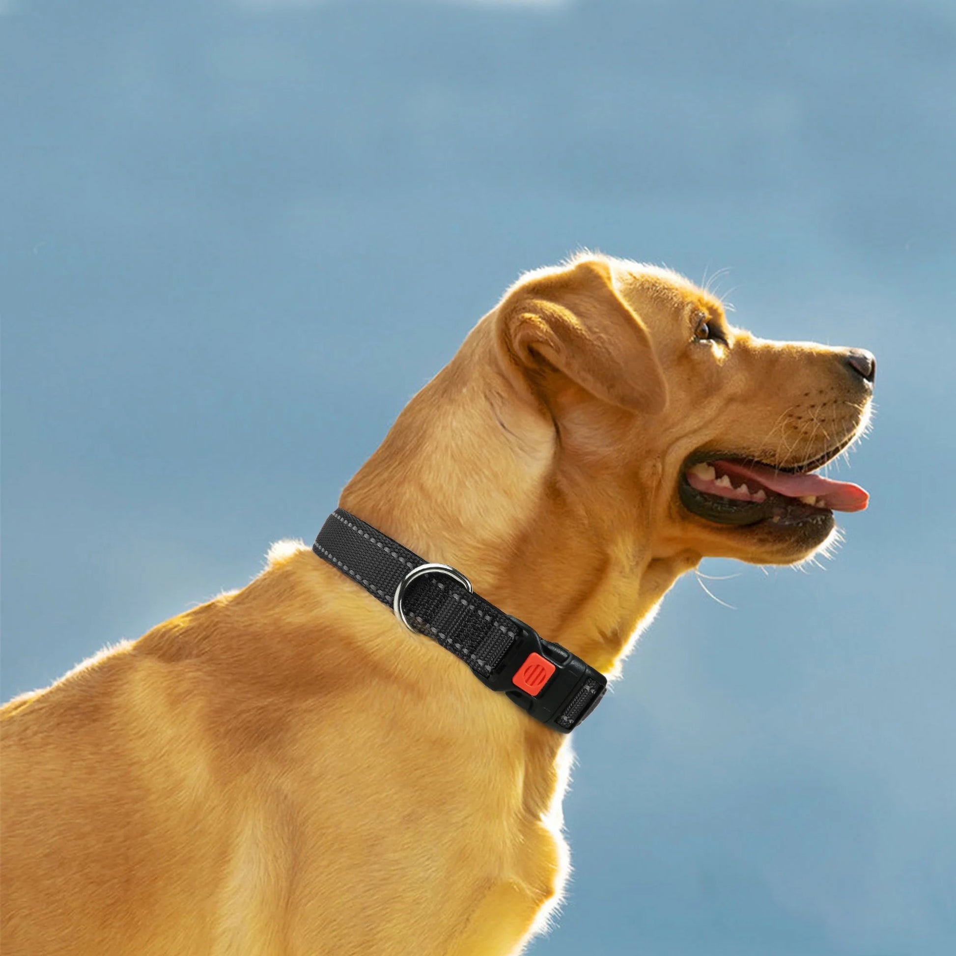 Reflective Dog Collar with Locking Buckle, Adjustable Nylon Collar for Small Dogs, Black