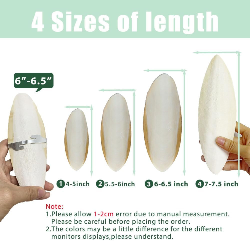 Natural Cuttlebone for Birds Parakeets Canaries Cockatiels Small Conures Mynahs Toucans African Greys All Parrots Snails Totoise, with Holder for Bird Cage (5.5-6 Inch,2Pcs)
