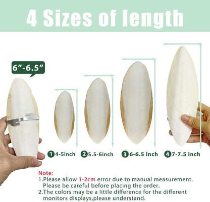 Natural Cuttlebone for Birds Parakeets Canaries Cockatiels Small Conures Mynahs Toucans African Greys All Parrots Snails Totoise, with Holder for Bird Cage (5.5-6 Inch,2Pcs)