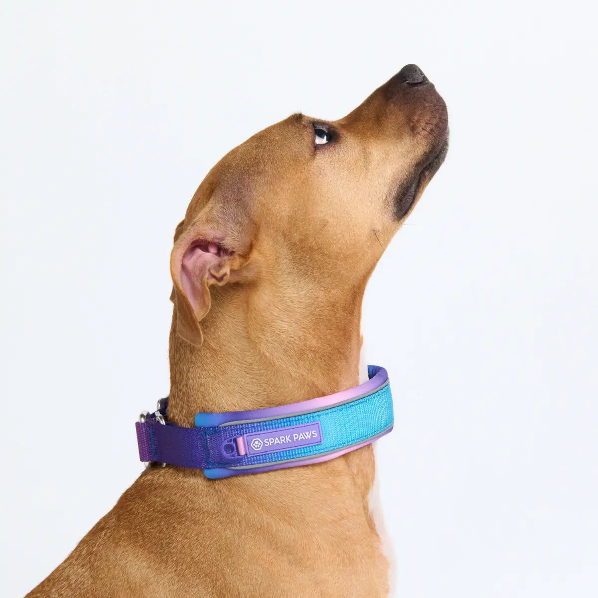 Spark Paws Martingale Dog Collar – Cushioned Slip-On Training Collar, Heavy Duty, Safety-Tested No-Buckle Collar for Medium & Large Dogs